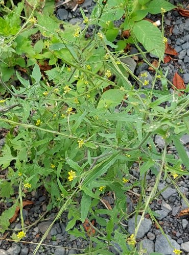 HULEVNÍK LÉKAŘSKÝ (Sisymbrium officinale) FOTO: Marta Knauerová, 2022