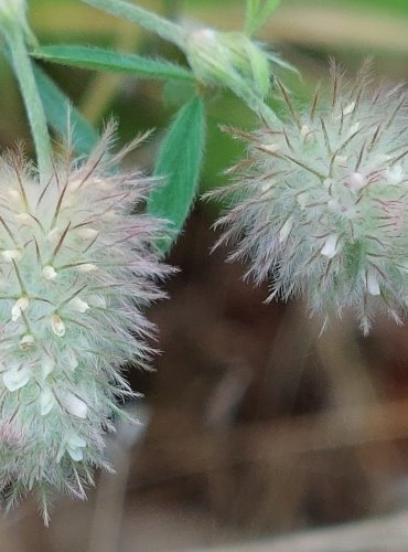 JETEL ROLNÍ (Trifolium arvense) FOTO: Marta Knauerová, 2022