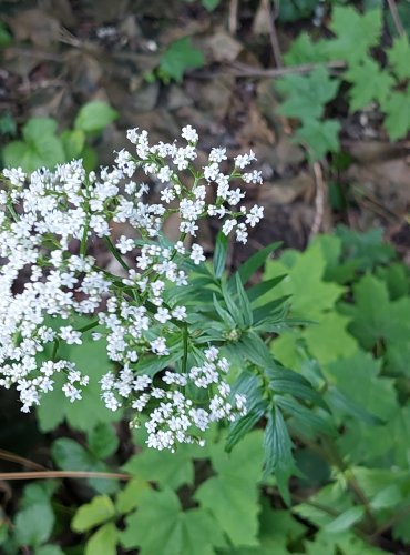 KOZLÍK LÉKAŘSKÝ (Valeriana officinalis) FOTO: Marta Knauerová, 2022