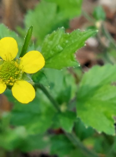 KUKLÍK MĚSTSKÝ (Geum urbanum) FOTO: Marta Knauerová, 2022