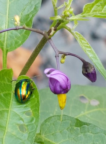 LILEK POTMĚCHUŤ (Solanum dulcamara) FOTO: Marta Knauerová, 2022