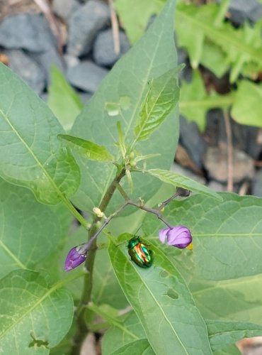 LILEK POTMĚCHUŤ (Solanum dulcamara) FOTO: Marta Knauerová, 2022