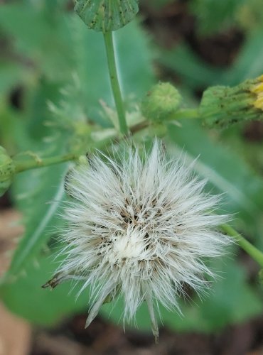 MLÉČ DRSNÝ (Sonchus asper) ZRAJÍCÍ PLODENSTVÍ – FOTO: Marta Knauerová. 2022