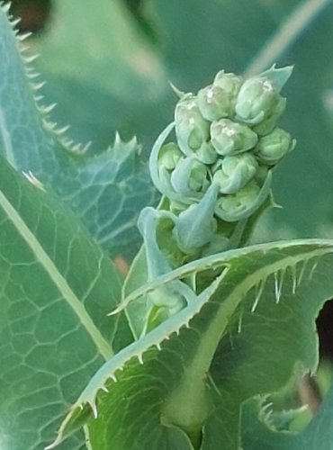 LOCIKA KOMPASOVÁ (Lactuca serriola) FOTO: Marta Knauerová, 2022