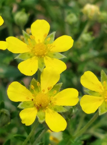 MOCHNA (Potentilla spp.) bez bližšího určení – FOTO: Marta Knauerová, 2022