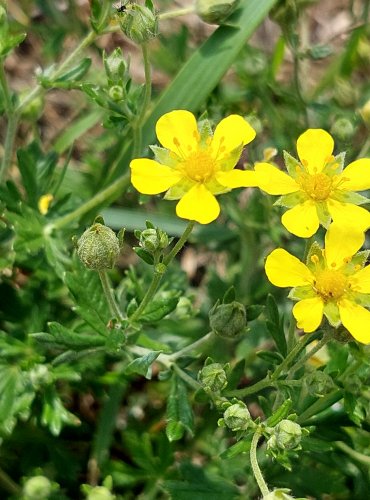 MOCHNA (Potentilla spp.) bez bližšího určení – FOTO: Marta Knauerová, 2022