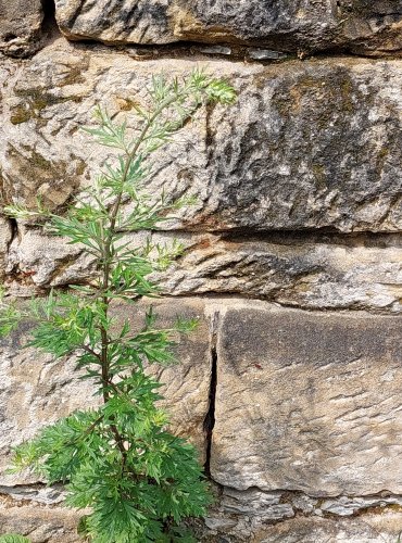 PELYNĚK ČERNOBÝL (Artemisia vulgaris) FOTO: Marta Knauerová, 2022
