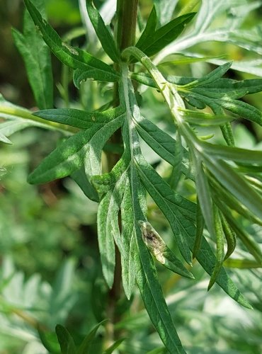 PELYNĚK ČERNOBÝL (Artemisia vulgaris) FOTO: Marta Knauerová, 2022