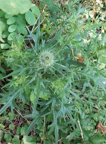 PCHÁČ OBECNÝ (Cirsium vulgare) FOTO: Marta Knauerová, 2022