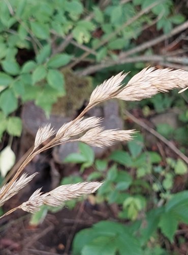 SRHA LALOČNATÁ (Dactylis glomerata) ZRAJÍCÍ PLODENSTVÍ – FOTO: Marta Knauerová, 2022