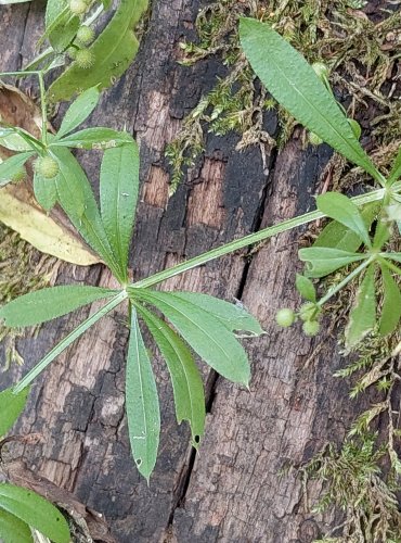 SVÍZEL PŘÍTULA (Galium aparine) FOTO: Marta Knauerová, 2022