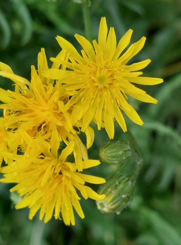 ŠKARDA DVOULETÁ (Crepis biennis) FOTO: Marta Knauerová, 2022