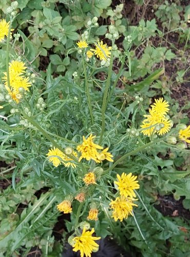 ŠKARDA DVOULETÁ (Crepis biennis) FOTO: Marta Knauerová, 2022