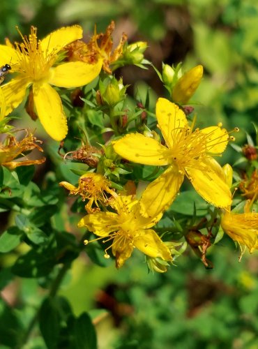 TŘEZALKA TEČKOVANÁ (Hypericum perforatum) FOTO: Marta Knauerová, 2022