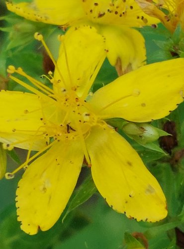 TŘEZALKA TEČKOVANÁ (Hypericum perforatum) FOTO: Marta Knauerová, 2022