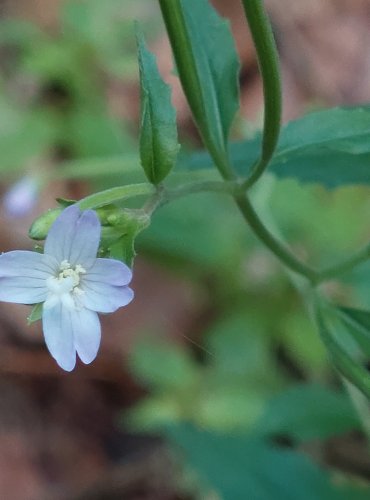 VRBOVKA HORSKÁ (Epilobium montanum) FOTO: Marta Knauerová, 2022