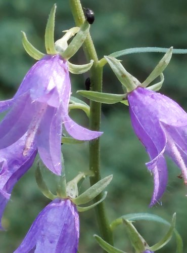 ZVONEK ŘEPKOVITÝ (Campanula rapunculoides) FOTO: Marta Knauerová, 2022