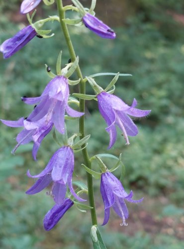 ZVONEK ŘEPKOVITÝ (Campanula rapunculoides) FOTO: Marta Knauerová, 2022