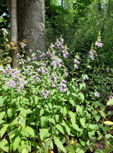 ZVONEK ŘEPKOVITÝ (Campanula rapunculoides) FOTO: Marta Knauerová, 2022