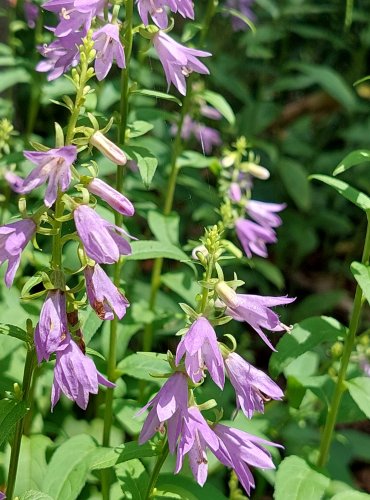 ZVONEK ŘEPKOVITÝ (Campanula rapunculoides) FOTO: Marta Knauerová, 2022