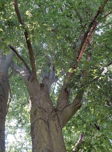 HABR OBECNÝ (Carpinus betulus) FOTO: Marta Knauerová, 2022