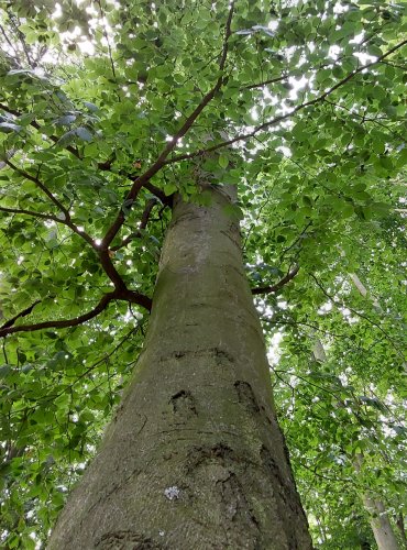 HABR OBECNÝ (Carpinus betulus) FOTO: Marta Knauerová, 2022