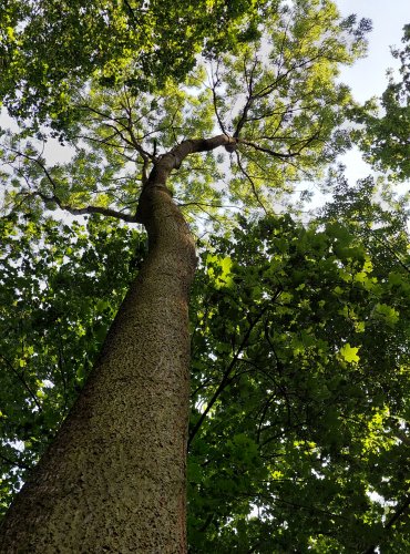 JASAN ZTEPILÝ (Fraxinus excelsior) FOTO: Marta Knauerová, 2022