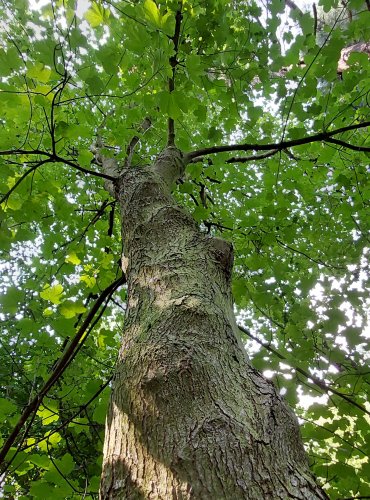 JAVOR KLEN (Acer pseudoplatanus) FOTO: Marta Knauerová, 2022