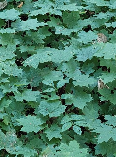 JAVOR MLÉČ (Acer platanoides) POROST MLADÝCH SEMENÁČKŮ – FOTO: Marta Knauerová, 2022