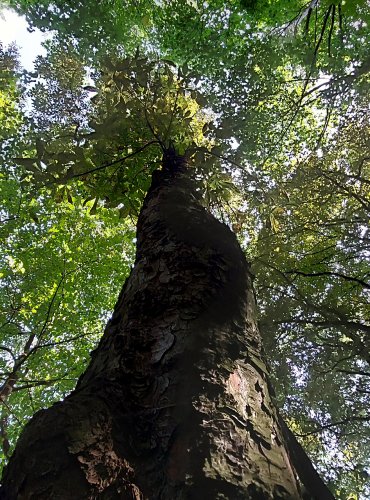 JÍROVEC MAĎAL = KAŠTAN KOŇSKÝ (Aesculus hippocastanum) FOTO: Marta Knauerová, 2022