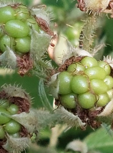 OSTRUŽINÍK (Rubus spp.) bez bližšího určení – NEZRALÉ PLODY – FOTO: Marta Knauerová, 2022