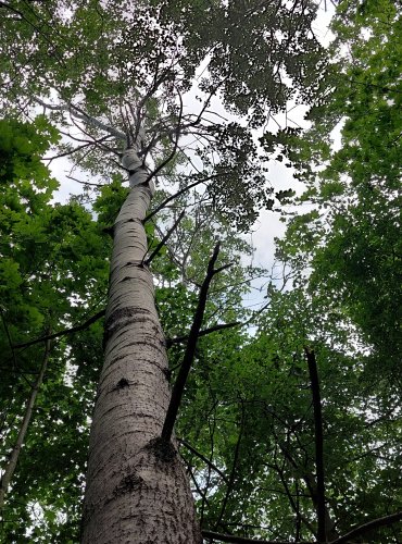 TOPOL OSIKA (Populus tremula) FOTO: Marta Knauerová, 2022