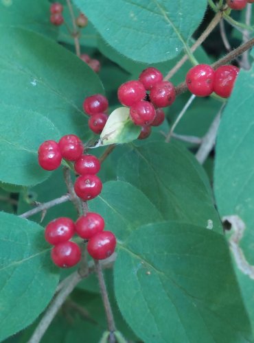 ZIMOLEZ OBECNÝ (Lonicera xylosteum) ZRAJÍCÍ PLODY – FOTO: Marta Knauerová, 2022

