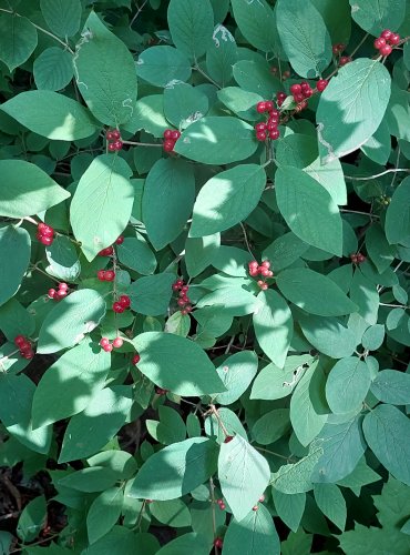 ZIMOLEZ OBECNÝ (Lonicera xylosteum) ZRAJÍCÍ PLODY – FOTO: Marta Knauerová, 2022

