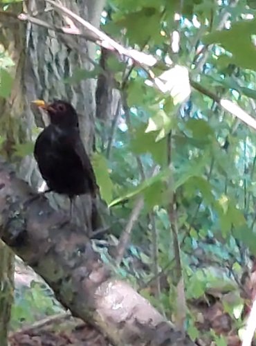 KOS ČERNÝ (Turdus merula) FOTO: Marta Knauerová, 2022