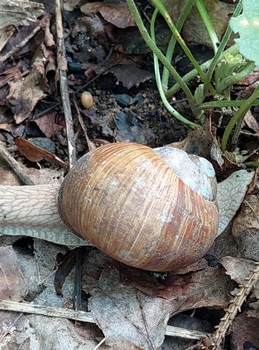 HLEMÝŽĎ ZAHRADNÍ (Helix pomatia) – OHROŽENÝ DRUH – FOTO: Marta Knauerová, 2022