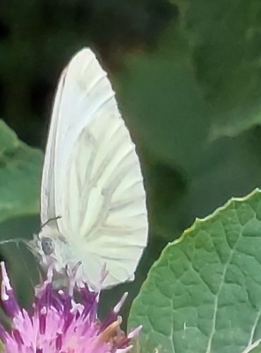 BĚLÁSEK ZELNÝ (Pieris brassicae) FOTO: Marta Knauerová, 2022