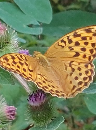 PERLEŤOVEC – bez bližšího určení (Argynnis spp.) FOTO: Marta Knauerová, 2022