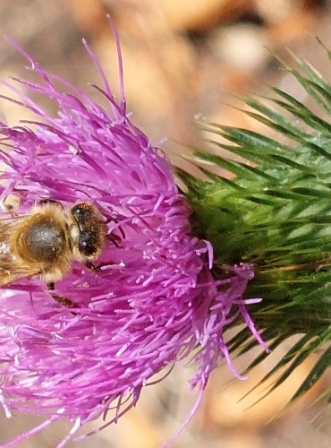 VČELA MEDONOSNÁ (Apis mellifica) FOTO: Marta Knauerová, 2022