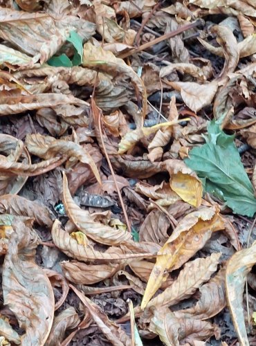 PŘEDČASNÝ OPAD LISTŮ JÍROVCE MAĎALU (Aesculus hippocastanum) způsobený KLÍNĚNKOU JÍROVCOVOU (Cameraria ohridella) FOTO: Marta Knauerová, 2022