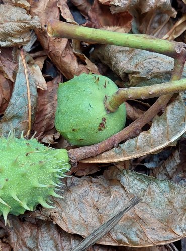 PŘEDČASNÝ OPAD PLODŮ JÍROVCE MAĎALU (Aesculus hippocastanum) způsobený KLÍNĚNKOU JÍROVCOVOU (Cameraria ohridella) FOTO: Marta Knauerová, 2022