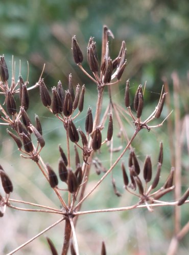 KERBLÍK LESNÍ (Anthriscus sylvestris) ZRAJÍCÍ PLODENSTVÍ – FOTO: Marta Knauerová, 2022