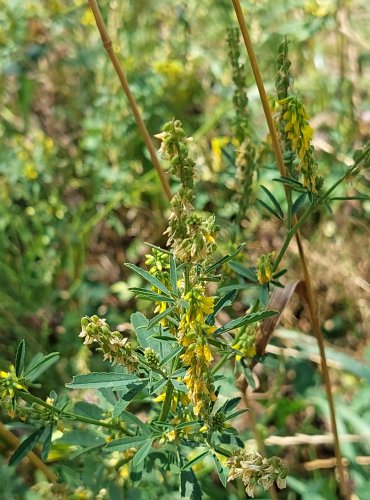 KOMONICE LÉKAŘSKÁ (Melilotus officinalis) FOTO: Marta Knauerová, 2022