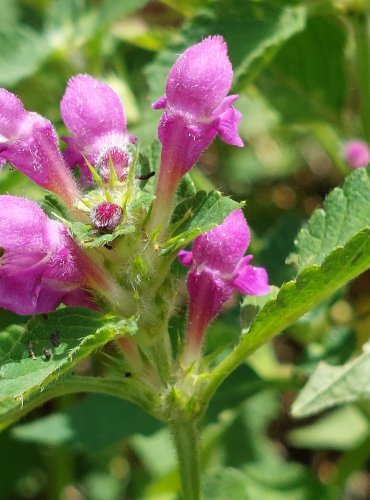 KONOPICE POLNÍ (Galeopsis tetrahit) FOTO: Marta Knauerová, 2022