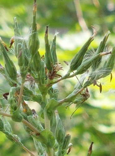 LOCIKA KOMPASOVÁ (Lactuca serriola) ZRAJÍCÍ PLODENSTVÍ – FOTO: Marta Knauerová, 2022