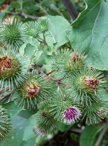 LOPUCH VĚTŠÍ (Arctium lappa) FOTO: Marta Knauerová, 2022