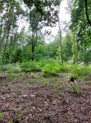 VRCHOLOVÁ ČÁST HOLÉHO VRCHU – FOTO: Marta Knauerová, 2022