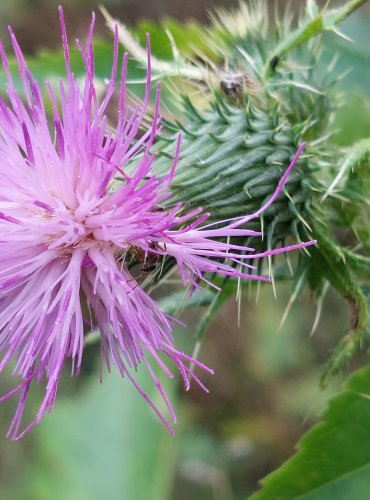 PCHÁČ OBECNÝ (Cirsium vulgare) FOTO: Marta Knauerová, 2022