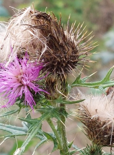 PCHÁČ OBECNÝ (Cirsium vulgare) – ZRAJÍCÍ PLODENSTVÍ – FOTO: Marta Knauerová, 2022