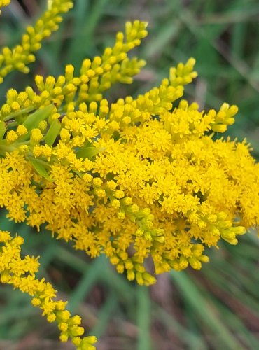 ZLATOBÝL KANADSKÝ (Solidago canadensis) FOTO: Marta Knauerová, 2022